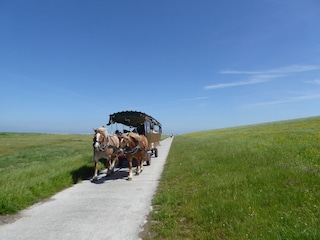 Kutschfahrt am Deich.