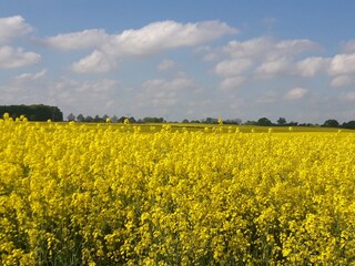 Rapsblüte in der Ungebung