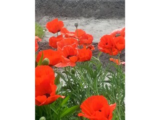 Ferienwohnung Barkelsby Umgebung 26