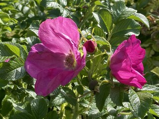 Sylt-Rosen im Garten