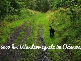 Apartamento de vacaciones Rimbach im Odenwald Grabación al aire libre 13