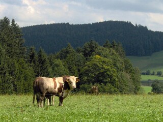 Der Blick von Ihrer Terrasse