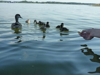 Natur an der Müritz.