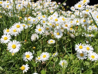 Appartamento per vacanze Lana Ambiente 20