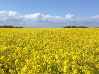 Casa per le vacanze Rerik Ambiente 35