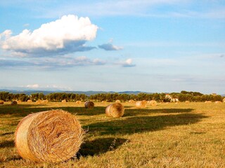 Vakantieappartement San Vincenzo Omgeving 17