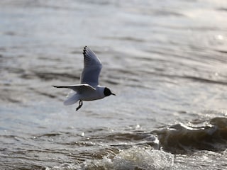 Möwe sucht nach Futter