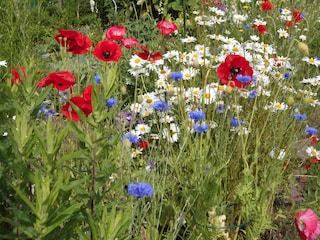 Sommer auf Rügen - urwüchsige bunte Natur