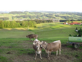 In der Nähe Kühe auf einer Weide