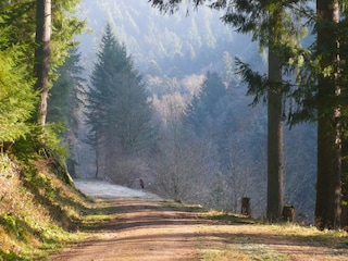 In the extended forest