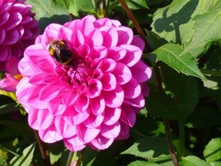 Blüten in unserem Bauerngarten