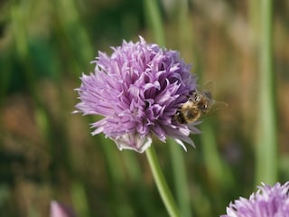Chive blossoms in the garden