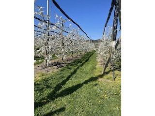 Apfelblüte bei Hagnau