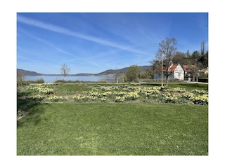 Blick nach Sipplingen im Frühling