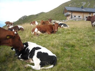 Appartamento per vacanze Mittersill Ambiente 18