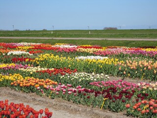 Frühling in Julianadorp