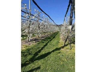 Apfelblüte bei Hagnau