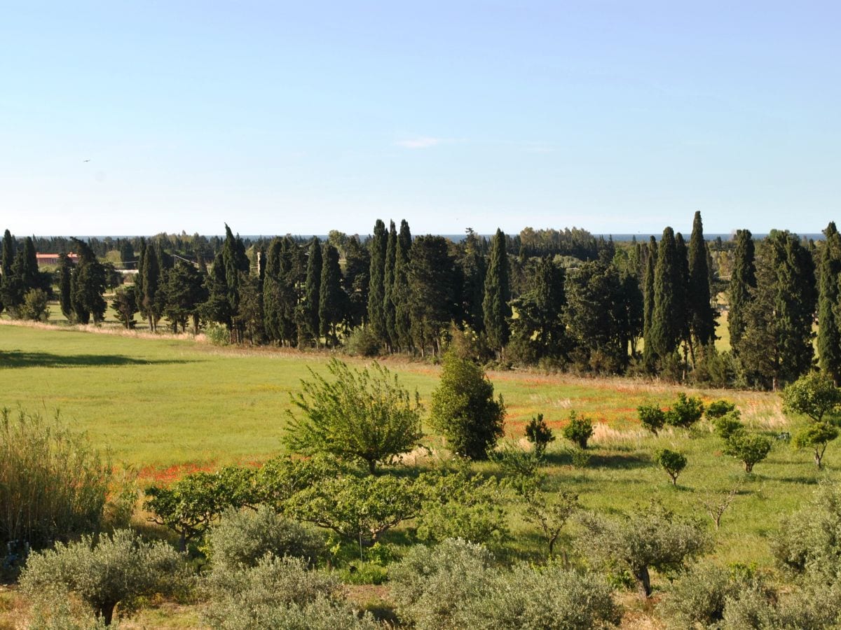 Aussicht auf en Olivenhain