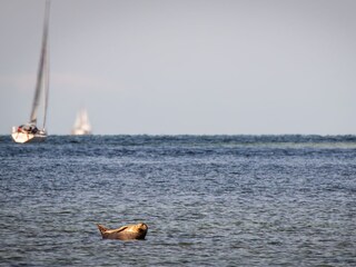 Ferienhaus Boiensdorf Umgebung 35