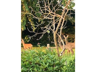 Casa de vacaciones Flensburger Förde Grabación al aire libre 14