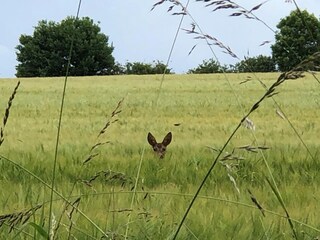 Casa per le vacanze Flensburger Förde Registrazione all'aperto 16