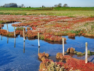 Bungalow Renesse Ambiente 18