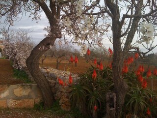 Casa per le vacanze Porto Cristo Ambiente 25