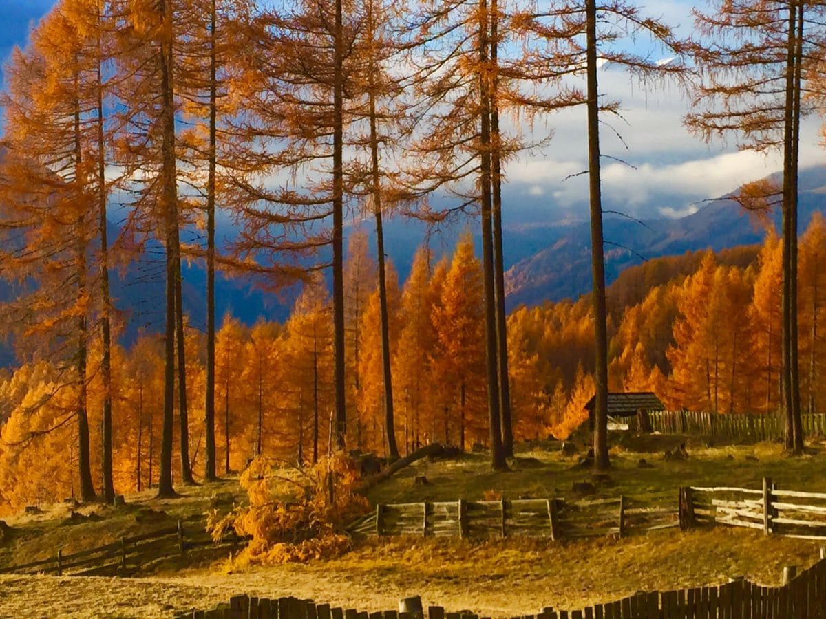 Auf der Hochalm wandern hinter dem Ferienhaus