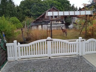 Hirsch vor der Haustür