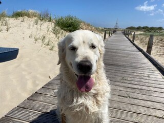 Holiday house Nieuwvliet Environment 34