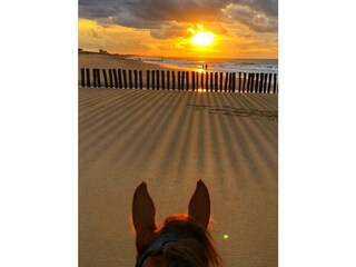 Vakantiehuis Nieuwvliet Omgeving 35