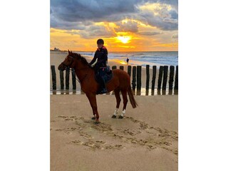 Vakantiehuis Nieuwvliet Omgeving 36