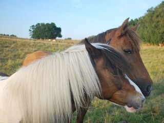 Holiday house Lenz Environment 29