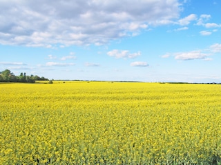 Holiday house Lenz Environment 31