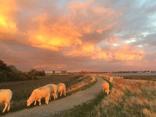 Abendstimmung auf dem Deich (Orth Richtung Lemkenhafen)