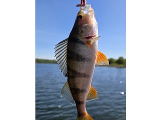 Fische von klein bis groß