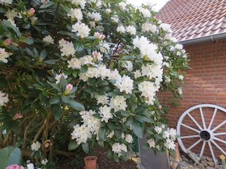 Rhododendren an der Terrasse