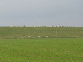 Deichbewohner