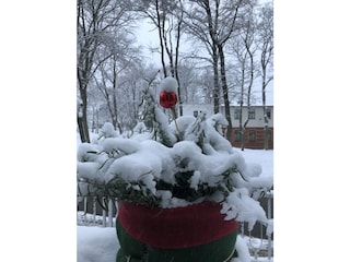 Winterbild Vorgarten.