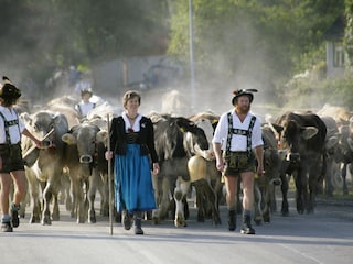 Viehscheid in Wertach