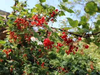 Beeren pflücken im Sommer hinter dem Haus