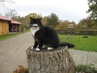 Unser Hofkater Oskar