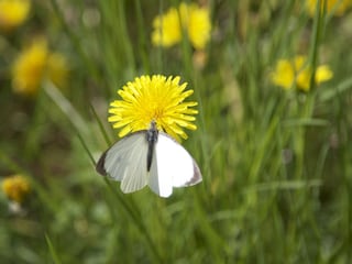 Gerngesehene Gäste am Ferienhaus.