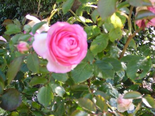 Rosenzeiten