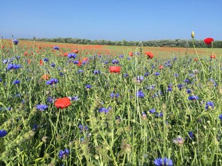 Mohn und _Kornblumen hinter dem Haus