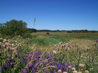Geltinger Birk im Sommer