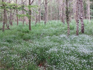 Märchenwald im Frühjahr