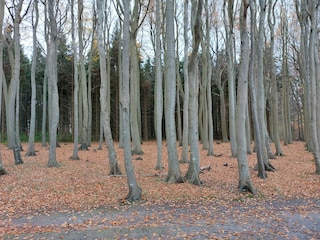 Märchenwald an der Küste