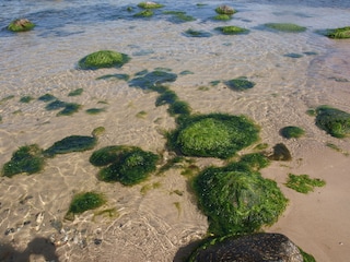 Klares Wasser der Ostsee