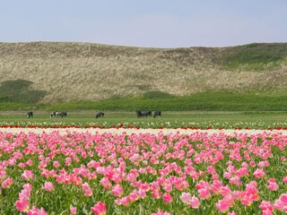 Vakantiehuis Callantsoog Omgeving 22